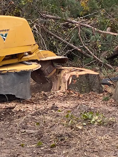 Vermeer stump grinder removing a large tree stump